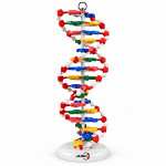 DNA Model